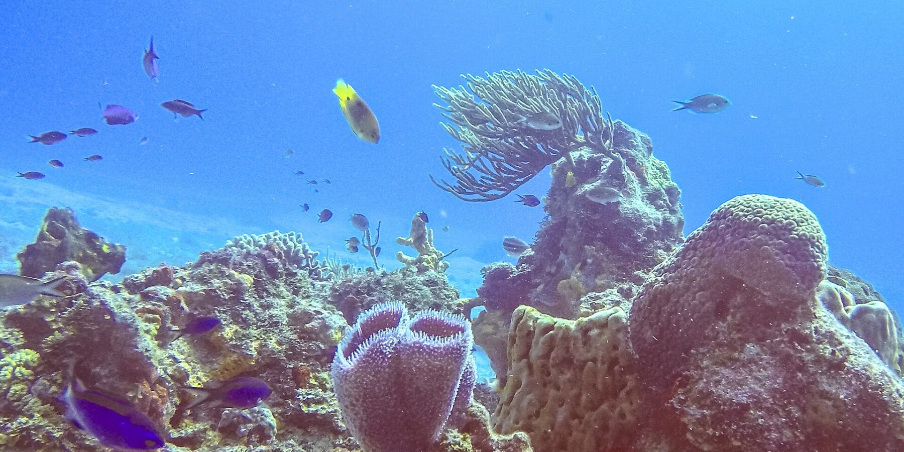 Ett rev i Cozumels nationalpark: en lila azurblå vasformad svamp i förgrunden, en tunnsvamp, en solfjäderformad gorgonia och små blå fiskar i klarblått vatten