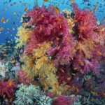 En bukett rosa och gula mjukkoraller täckt av orange anthias, på ett rev i Röda havet