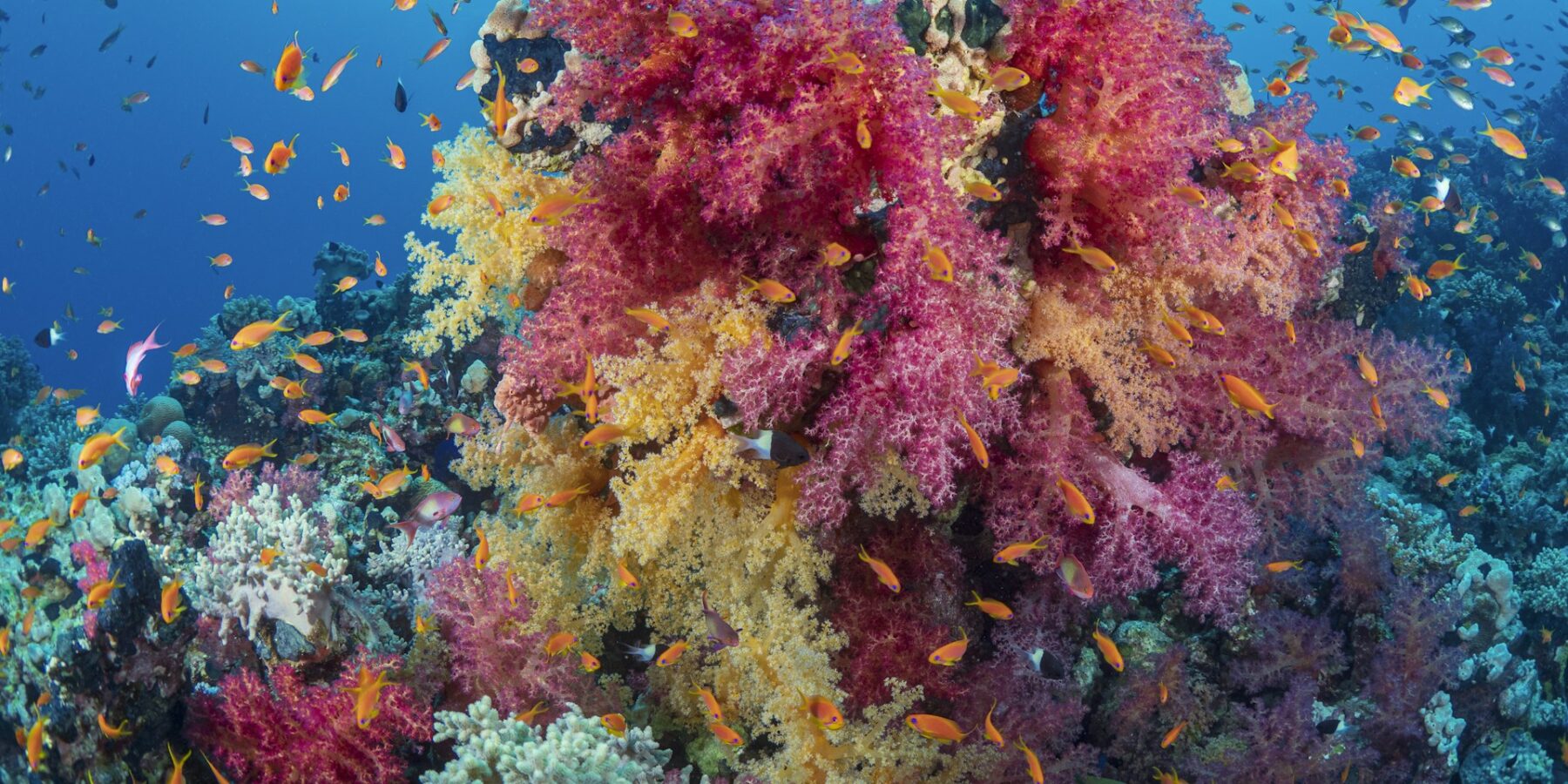 En bukett rosa och gula mjukkoraller täckt av orange anthias, på ett rev i Röda havet