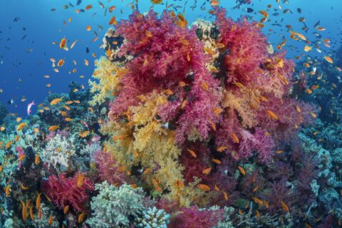 En bukett rosa och gula mjukkoraller täckt av orange anthias, på ett rev i Röda havet