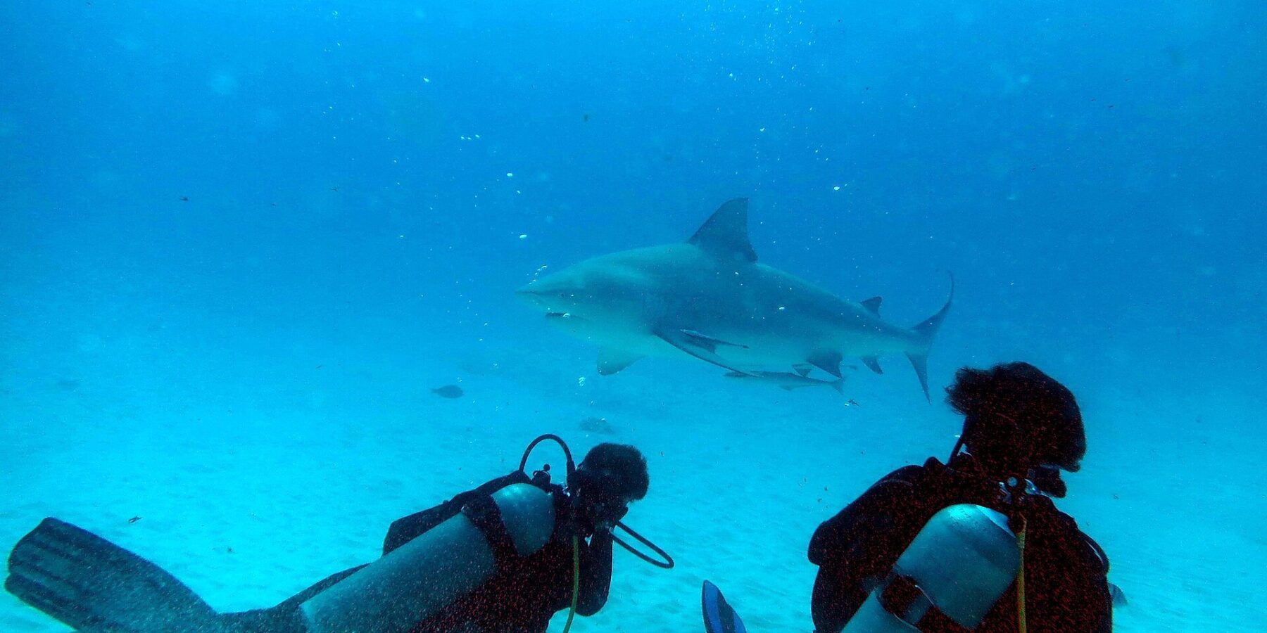 Två dykare på knä på sanden tittar på en tjurhaj som passerar framför dem i turkosblått vatten, utanför Playa del Carmen