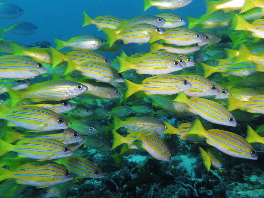 Ett tätt stim klargula, blårandiga snappers, blandade med några silvriga snappers, som simmar åt höger ovanför ett mörkt rev och fyller bilden.