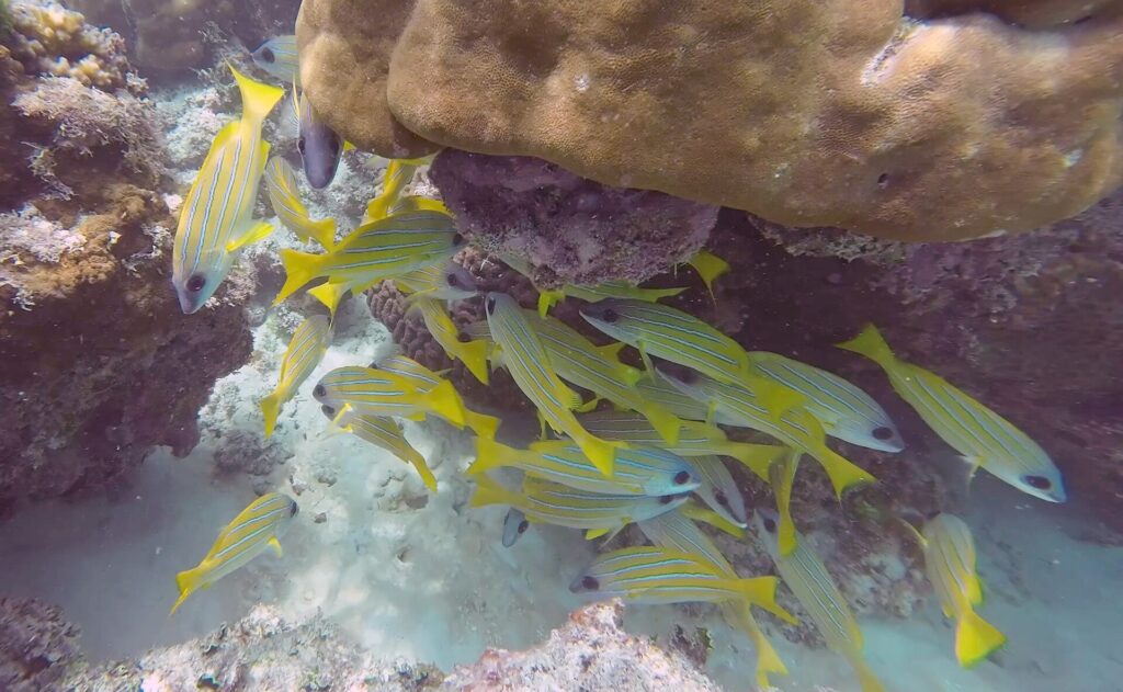 Ett stim gula snappers med smala blå ränder söker skydd under ett stort brunt korallblock, ovanför en botten av vit sand.